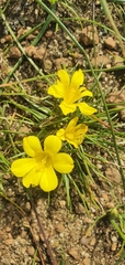 Moraea fugacissima
