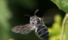 Colletes latitarsis