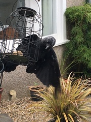 Corvus monedula