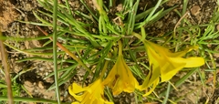 Moraea fugacissima