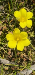 Moraea fugacissima
