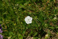 Dianthus cretaceus