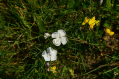 Dianthus cretaceus