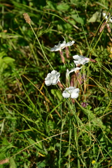 Dianthus cretaceus