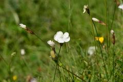 Dianthus cretaceus