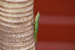 Anolis roquet