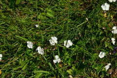 Dianthus cretaceus