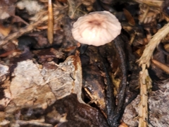 Marasmius
