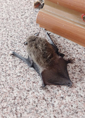 Pipistrellus nathusii