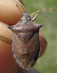 Picromerus nigridens