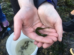 Apodichthys flavidus