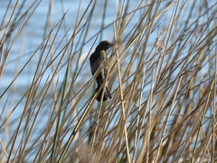 Chrysomus ruficapillus