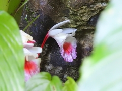 Boesenbergia maxwellii