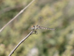Selysiothemis nigra