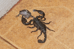 Heterometrus laoticus