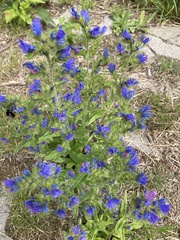 Echium vulgare