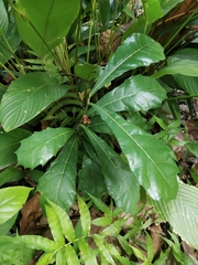 Ficus pseudopalma