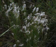 Trichophorum alpinum