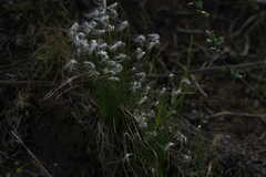 Trichophorum alpinum