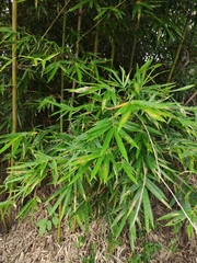 Bambusa multiplex