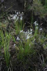 Trichophorum alpinum