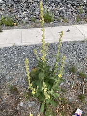 Verbascum × thapsi