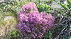 Erica hirtiflora hirtiflora