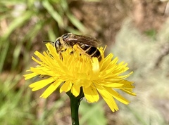 Halictus frontalis