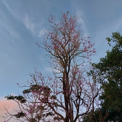 Handroanthus heptaphyllus