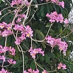 Handroanthus heptaphyllus