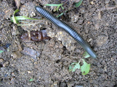 Comanchelus
