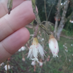 Rhipsalis pilocarpa