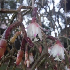 Rhipsalis pilocarpa