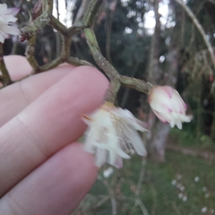 Rhipsalis pilocarpa