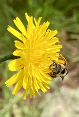 Halictus frontalis