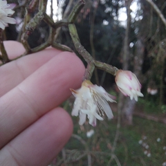 Rhipsalis pilocarpa