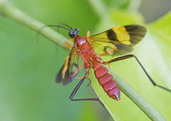 Macrojoppa
