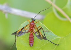 Macrojoppa