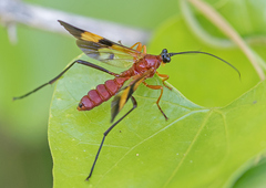 Macrojoppa