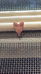 Aglossa disciferalis