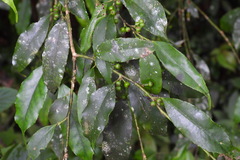 Ilex arisanensis