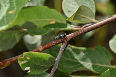 Otiorhynchus lepidopterus