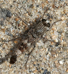 Apiocera
