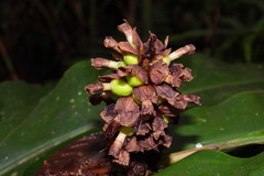 Alpinia sessiliflora