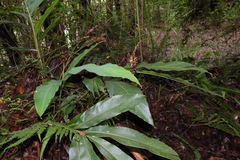 Alpinia sessiliflora