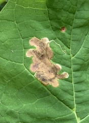 Amauromyza pleuralis