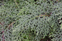 Selaginella labordei