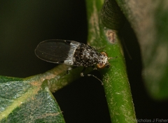 Sapromyza pictigera