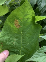 Amauromyza pleuralis