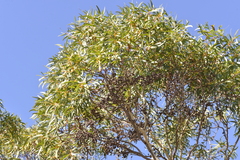 Eucalyptus suberea